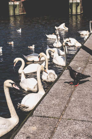 Swan group waiting for tourist near pier on Alster lake near the City Town Hall. Hamburg, Germanyの写真素材