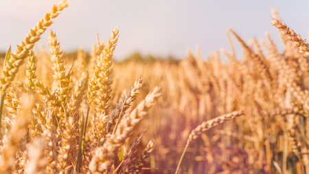 Dry golden wheat spikes on sunny day ready for harvestの写真素材