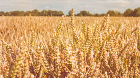 Dry golden wheat spikes on sunny day ready for harvest.の写真素材