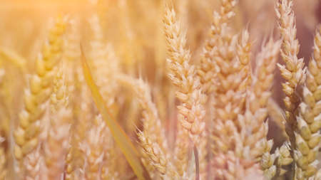 Close up of dry ripe golden wheat ears in sun flares.の写真素材
