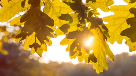 Shape of yellow oak tree leaves in warm sun light. Backlit flares through the foliage.の写真素材