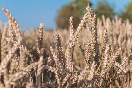 Dry golden wheat spikes on sunny day ready for harvest
