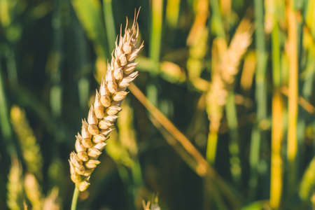 Close up of wheat ears in a green fieldの写真素材