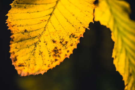 Autumn dry yellow leafs close up with dark background
