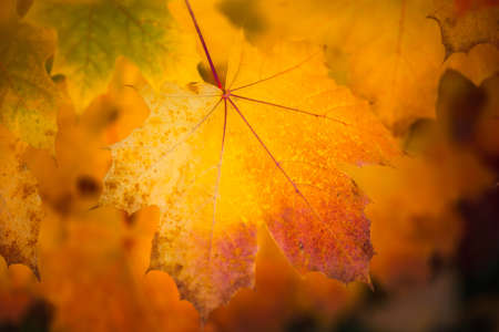 Autumn dry yellow maple leafs close up with blurred dark background.の写真素材