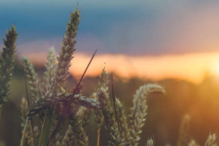Wheat ear steams in natural backlit light.の写真素材
