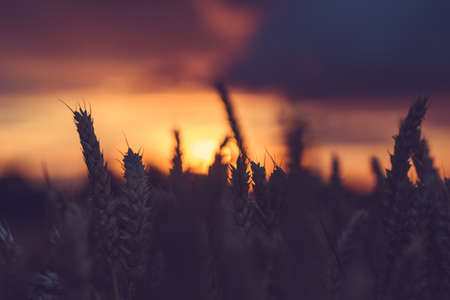 Silhouette of wheat ears in a filed during sunset. Natural light back lit.の写真素材