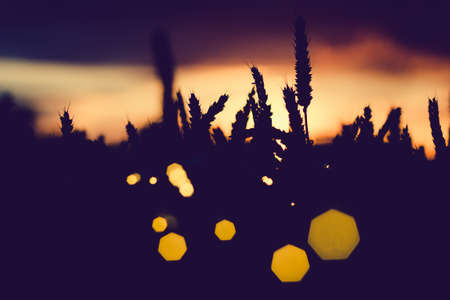 Silhouette of wheat ears with sun flares. Back lit. Beautiful angular sun flares bokeh.の写真素材