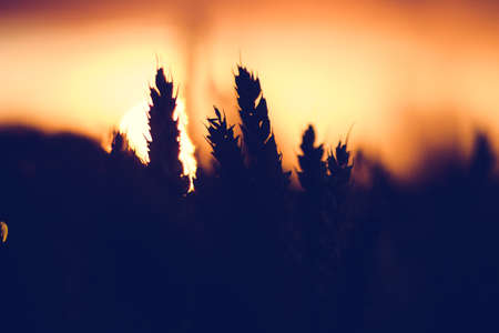 Silhouette of wheat ears in sunset back lit. Sun ball in backgroundの写真素材