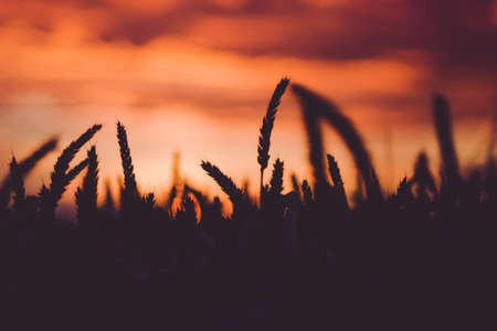Dramatic sky during sunset with silhouette of wheat ears in front. Back lightの写真素材