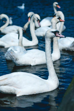 Group of mute swans in Alster lake near the Town Hall. Hamburg, Germanyの写真素材