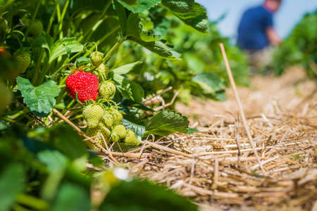 Strawberry field. Garden-bed with some ripe fruit. man gathering fruits in backgroundの写真素材