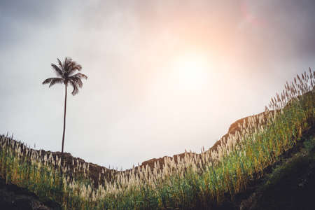 Mountain hill with the palm tree, overgrown with sugarcane plants. Sun Rays coming through the clouds. on Santo Antao, Cape Verdeの写真素材