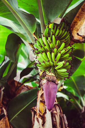 Banana fruits hanging from the palm. Trekking route in Paul valley. Santo Antao, Cape Verdeの写真素材