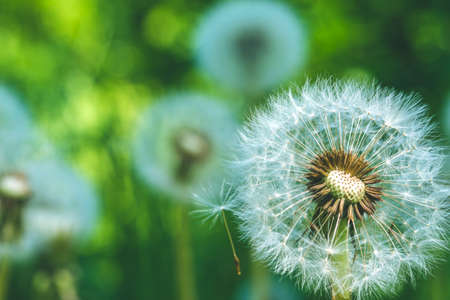 Dandelions blowball head under sun flares are ready to start seeds downwindの写真素材