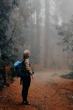Female traveler wearing hood on the road in the mysterious foggy pine forest and loking up to fever tree. Santo Antao Island, Cape Verdeの写真素材
