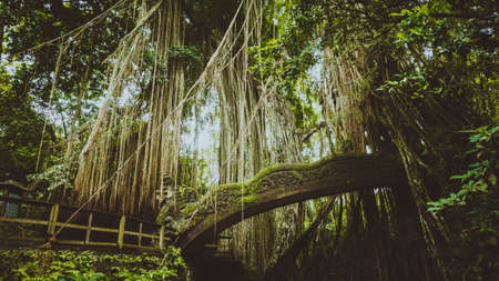 Tropical jungle roots hanging down over the bridge from the huge tree at the Sacred Monkey Forest Sanctuary, Ubud, Bali, Indonesiaの写真素材