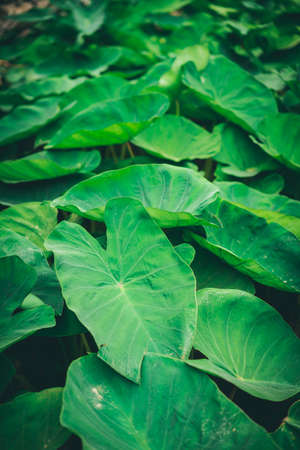 Group of lotus leaves in the valleyの写真素材