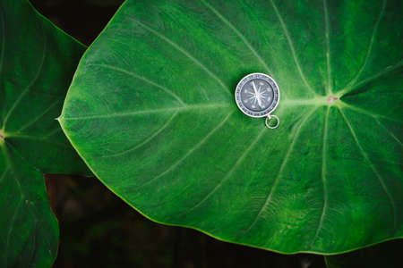 Orientation concept - Analogical Compass laying on the huge deep green colored lotus leafの写真素材