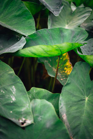 One lotus leaf stands out from other in the valleyの写真素材