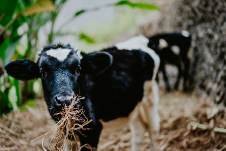Portrait of black and white cow eating hay. Domestic animal on santo antao, cape verdeの写真素材