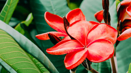 Bunch of red frangipani plumeria flowers on sunny dayの写真素材