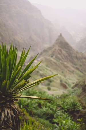 Agave plants in front of lombo de pico rock in Xo-xo valley. Trekking path number 202 over Rabo Curto to Ribeira da torre. Santo Antao island, Cape Verdeの写真素材