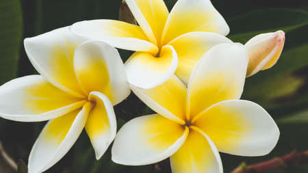 Brunch of yellow tiare flowers at green outdoors backgroundの写真素材