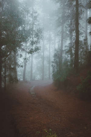 Road in a mysterious pine forest. Rainy and misty weather near Cova crater on Santo Antao Island, Cape Verdeの写真素材