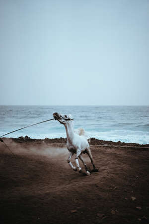 Beautiful white horse run in dust on the black volcanic sand on the Atlantic coastlineの写真素材