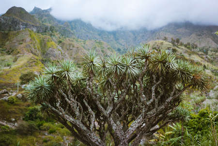 Huge dragon tree in an valley on Santo Antao, Cape Verde Cabo Verde