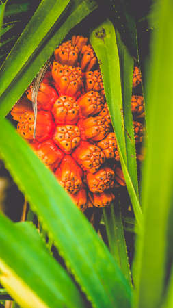 Pandanus tectorius fruit and green foliage on tropical palm tree. Close up