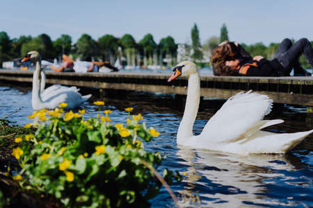 Couple of grace white grace swans on Alster lake. Unrecognizable couple kissing on pier in background on a sunny day. Hamburgの写真素材