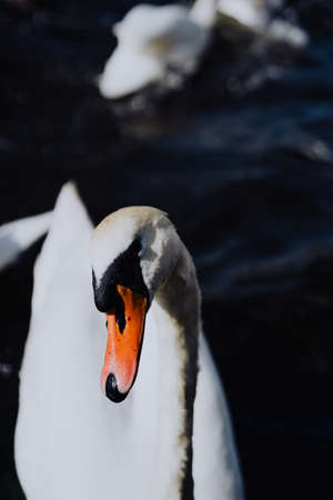 Curious white swans swimming on Alster river canal near Hamburg City Hallの写真素材