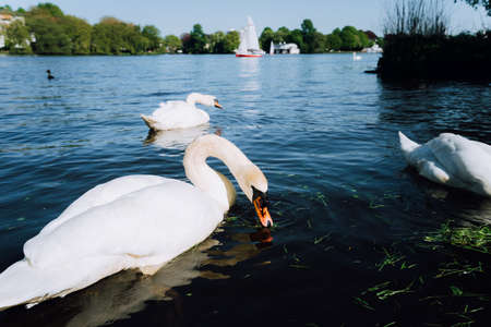 Group of beautiful cute white grace swans on the Alster lake on a sunny day. White pleasure sail boat in background. Hamburg, Germanyの写真素材