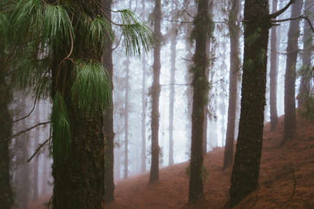 Mysterious foggy pine forest. Rainy and misty weather near Cova crater on Santo Antao Island, Cape Verdeの写真素材