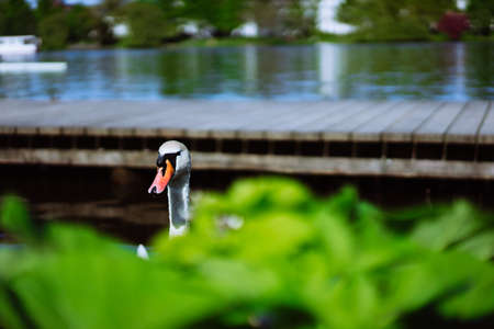 Curious head of a swan coming up behind the pier at Alster Lake in Hamburg, Germanyの写真素材