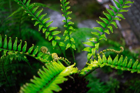 Fern fiddlehead unfurling with selective focus in new leaf