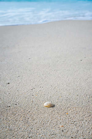 Seashell on sandy beach with white foam of rolling ocean waves in background. Tropical beach with...