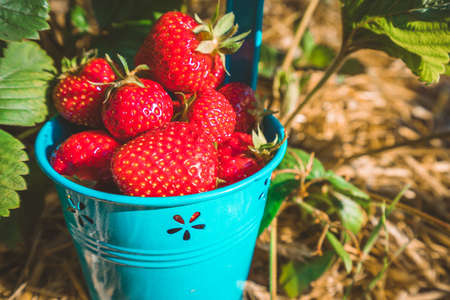 Close up of blue bucket full of fresh pick juicystrawberries. Strawberry field on sunny dayの写真素材