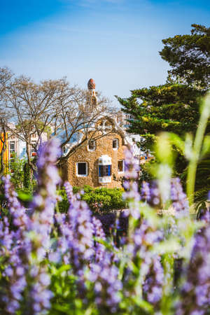 Colorful mosaic building in Park Guell. Violet lavender flower in foreground. Evening warm Sun light, Barcelona, Spainのeditorial素材