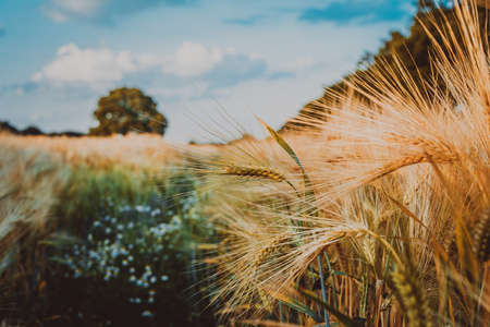 Gold Wheat flied with oak tree at sunset light, rural countrysideの写真素材