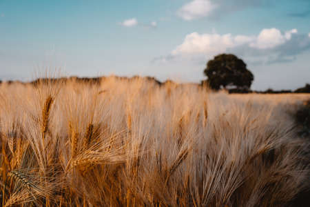 Gold Wheat flied with oak tree and blue sky with white clouds at sunset light, rural countrysideの写真素材