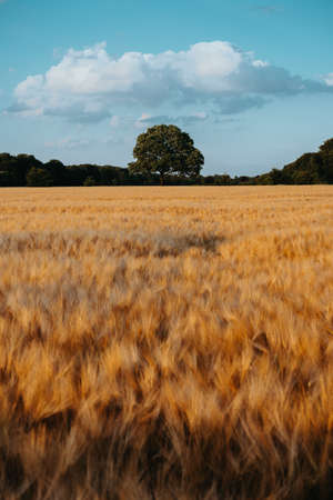 Gold Wheat flied with oak tree in the middle and blue sky with white clouds at sunset light, rural...