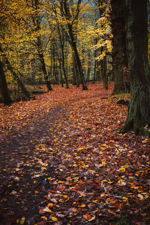 Pathway between trees covered with fallowed golden leaves on the ground in a beautiful autumn forestの写真素材