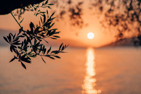 Silhouette olive tree branch in morning warm sunrise light. Sun shape above Mediterranean sea. Sun ray reflection bokeh beams on rippled water surface in early hoursの写真素材