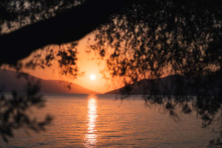 Silhouette olive tree branch in morning warm sunrise light. Sun shape above Mediterranean sea. Sun ray reflection bokeh beams on rippled water surface in early hoursの写真素材