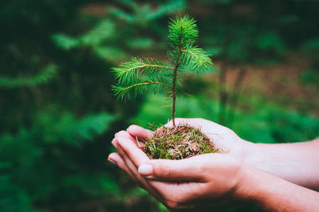 Female hand holding sprout wilde pine tree in nature green forest. Earth Day save environment...