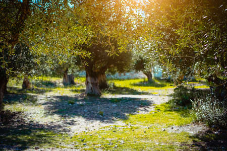 Olive trees garden at the warm sunset light. Mediterranean olive fieldの写真素材