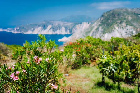 Flower and vine plantation near Agia Eleni and Pitani beach in Kefalonia Island, Greece. Rocky coastline landscape in backgroundの写真素材